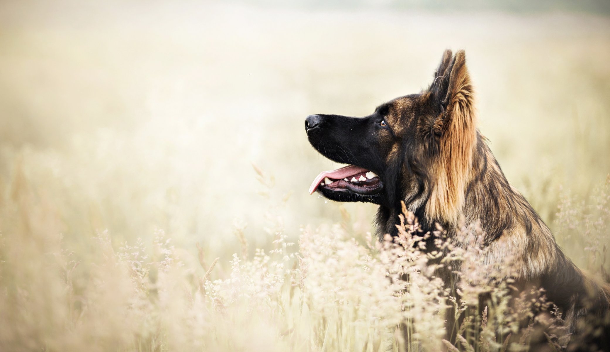 Взыскание ущерба при укусе собаки в Нижнем Казанище