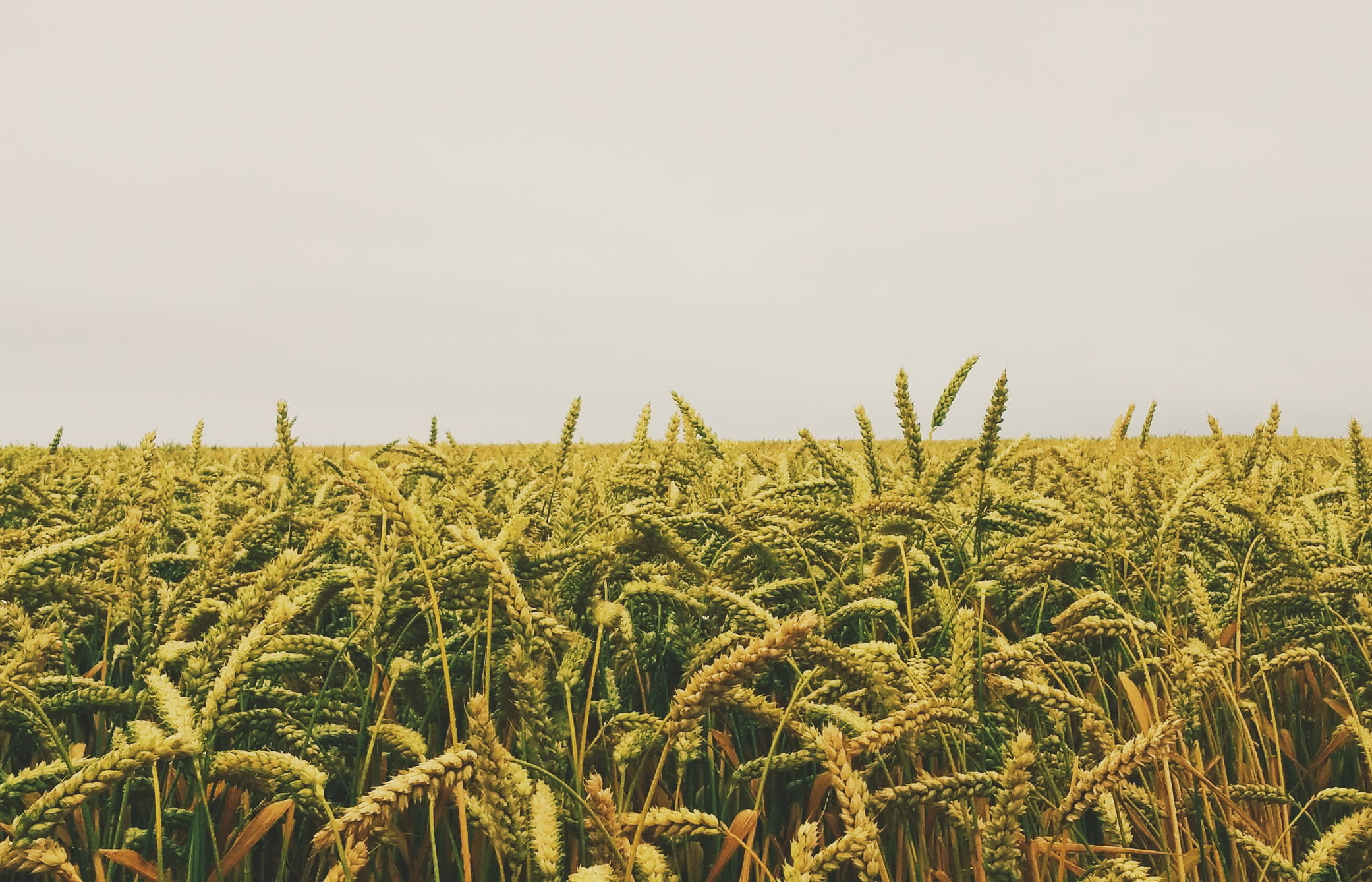 Юрист по земельным спорам в Нижнем Казанище. Услуги земельного юриста.